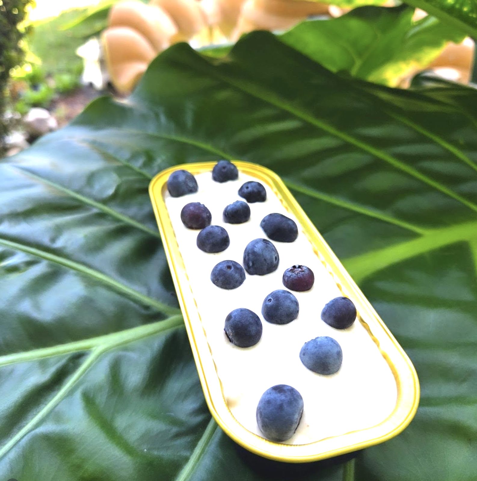 Blueberry Protein Cheesecake — high-protein dessert, Santa Maria CA